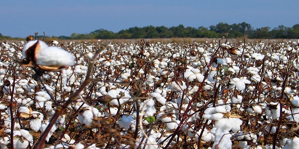 ICAC estimates global cotton surplus of 1.7 million tonnes - Apparel ...
