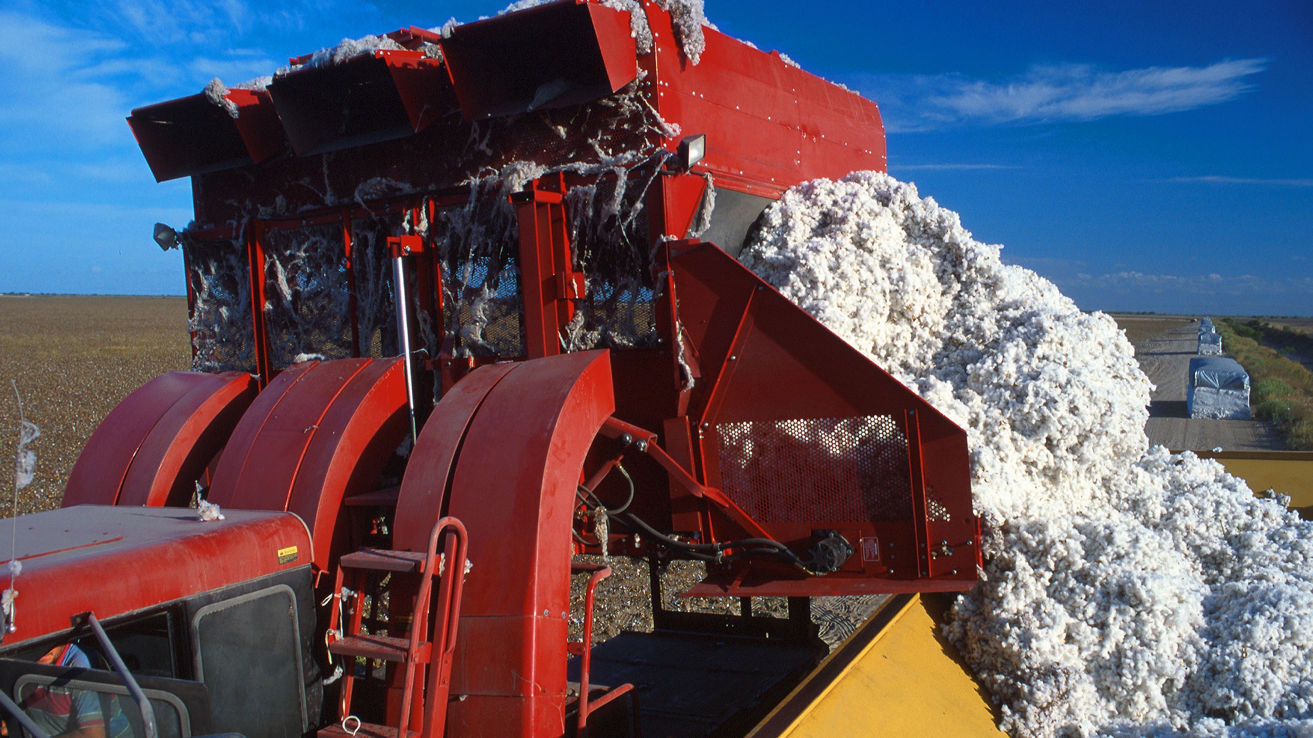 Cotton production in India to go up this year | Sourcing News India