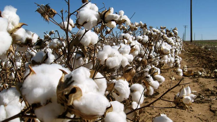Import of cotton