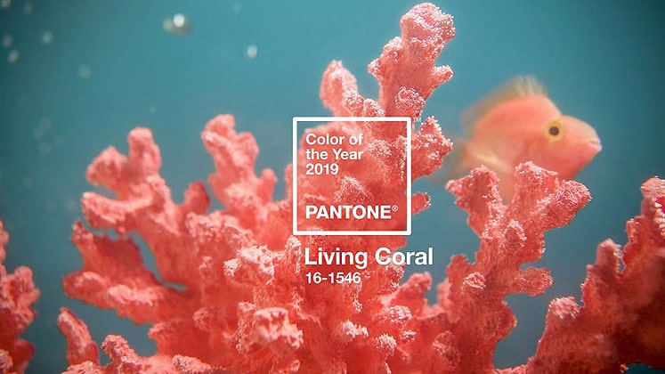 Pantone announces Living Coral as Colour of the Year 2019