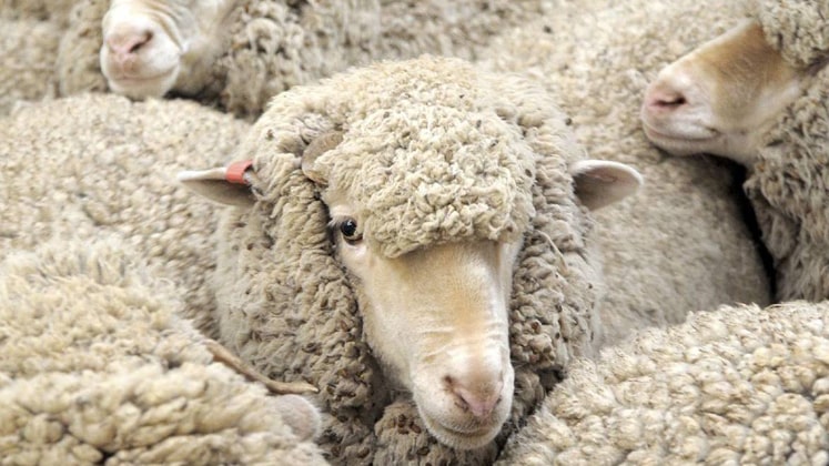 Boohoo lifts wool ban