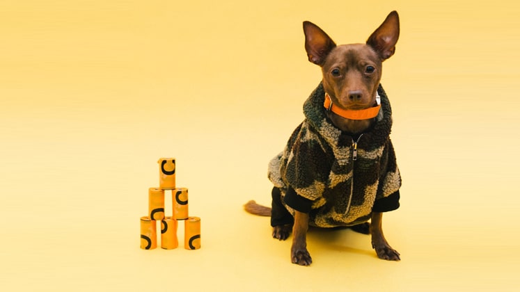 Gucci Pet Collection: The Luxury Brand Unveils New Line For Pets