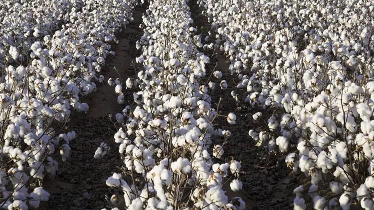 Indian cotton stocks could fall by 16 per cent, says trade body