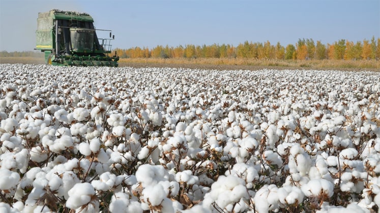 Why Banned Cotton From China Is So Hard to Keep Out of the U.S.