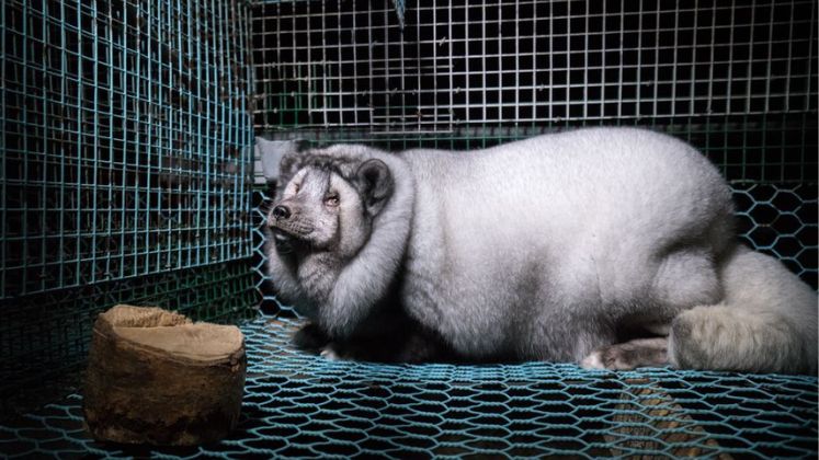 Animal Rights Activists condemn conditions at Europe's fur farms