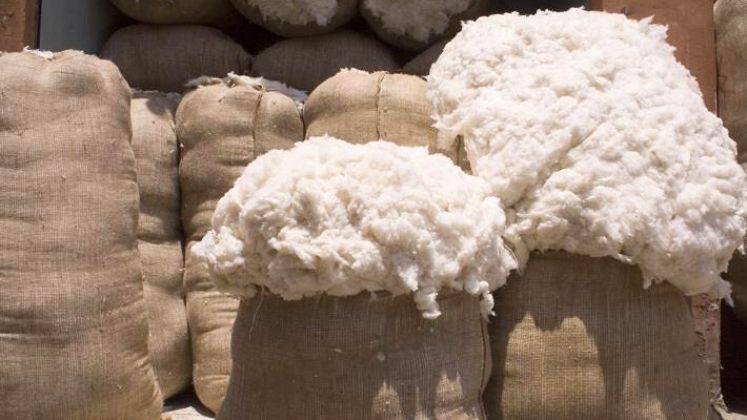 CAI predicts 36.5 per cent drop in cotton exports to 1.8 million bales due to lower output | Cotton News