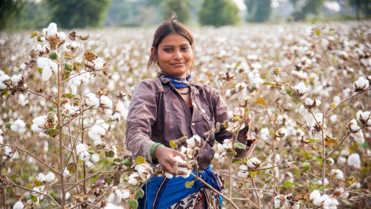 Centre to pilot Bhavantar Bhugtan Yojana for Telangana cotton farmers | Cotton News