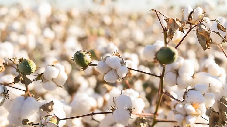 Government recognises raw cotton as an agricultural product | Cotton Industry
