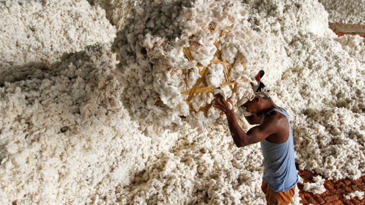 India’s cotton output gets raised with demand, exports getting cut | Textile Mills Updates