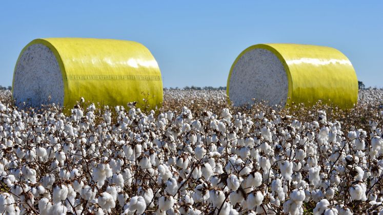 CCI buys 100 lakh cotton bales at MSP due to low mill demand