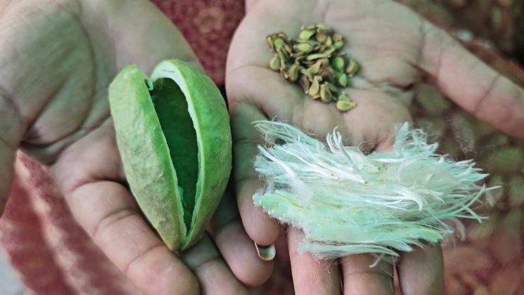 Rajasthan's wild Aak plant turns into fabric gold, benefitting desert communities | Sustainability In Textiles