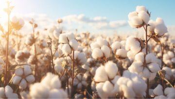 How To Beat The Cotton Price Rollercoaster: Mayeesha Mahmud, Director, Strategy and Operations, Cotton Group
