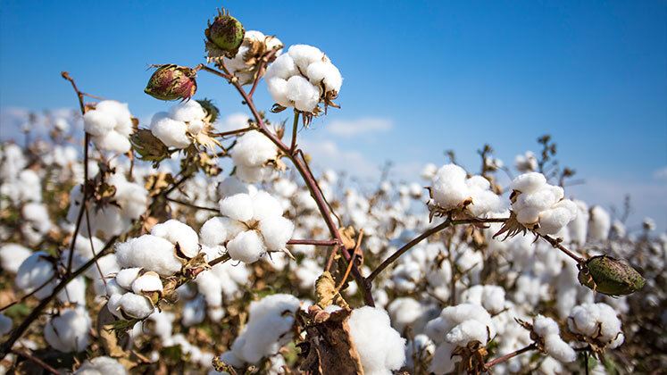 Better Cotton News Better Cotton News