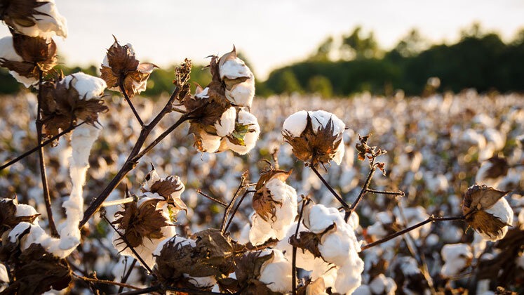 Cotton News Cotton News