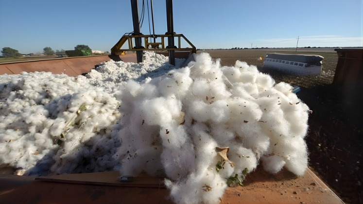 Africa accounts for over 40% of Bangladesh’s cotton imports in 2024–25: USDA