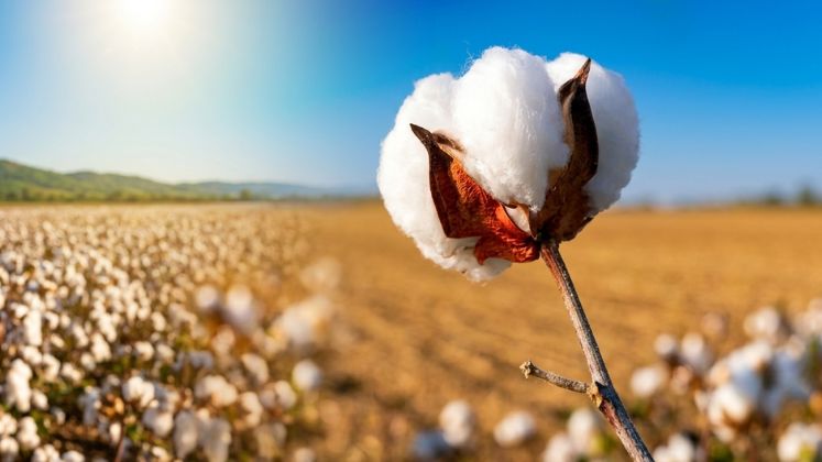 Textile Sector Urges Six-Month Extension of Cotton Import Duty Waiver