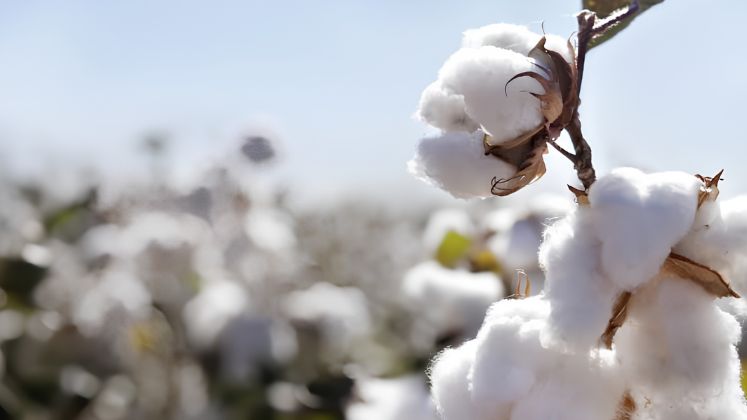 Texprocil to Focus on Kasturi Cotton Quality and FTA Benefits Texprocil to Focus on Kasturi Cotton Quality and FTA Benefits